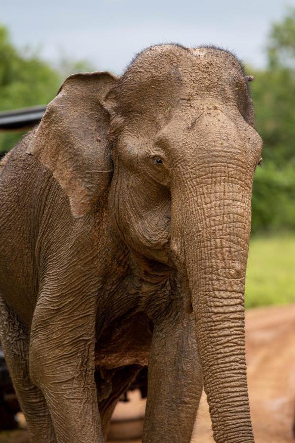 Makini Bush Camp, Yala Hotel ภายนอก รูปภาพ