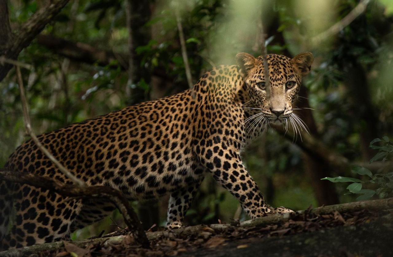 Makini Bush Camp, Yala Hotel ภายนอก รูปภาพ