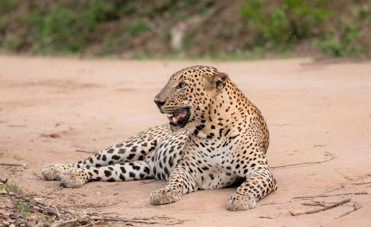Makini Bush Camp, Yala Hotel ภายนอก รูปภาพ